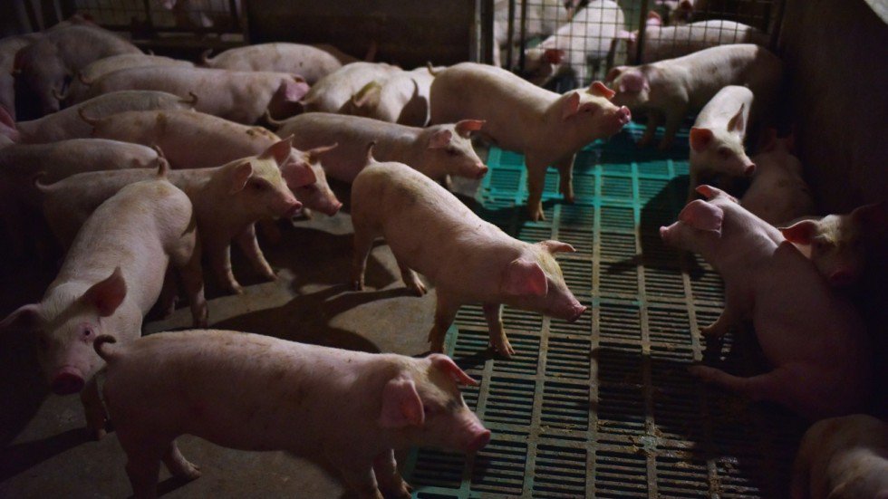 China reports fifth case of African swine fever