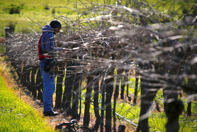 Australia's drought could produce a corker vintage