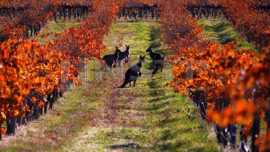 Kangaroo attacks couple in northeastern Australia, injures woman