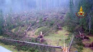 Italian storms claim 17th life, and 14 million trees