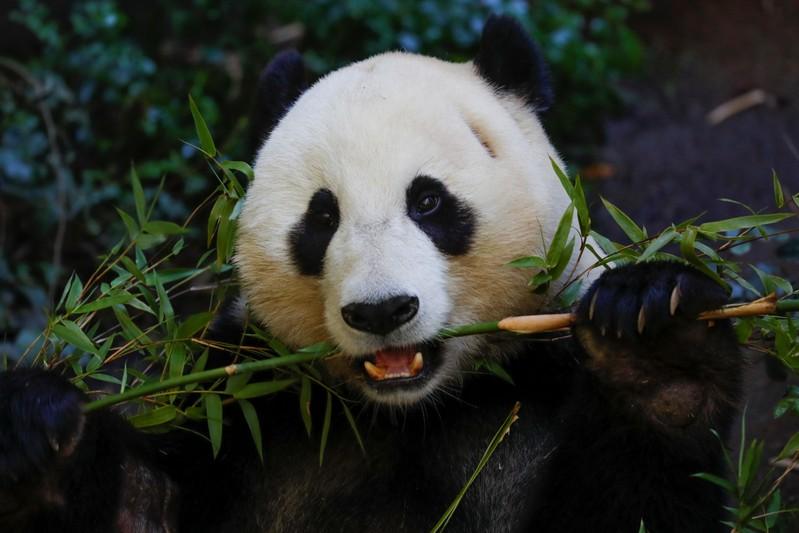 Giant pandas set to leave San Diego Zoo after two-decade loan from China