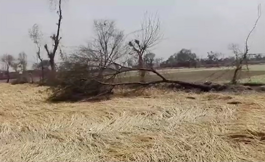 Incessant rain, hailstorm destroy crops in Punjab