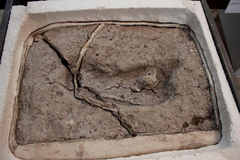 Oldest human footprint found in the Americas confirmed in Chile: researcher