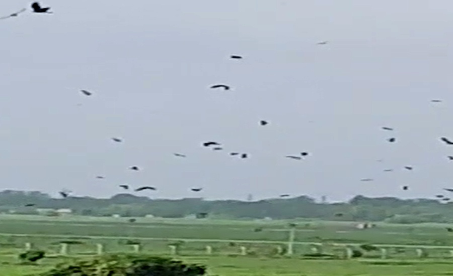 Civil aviation diverts flights at Lahore airport due to flock of birds