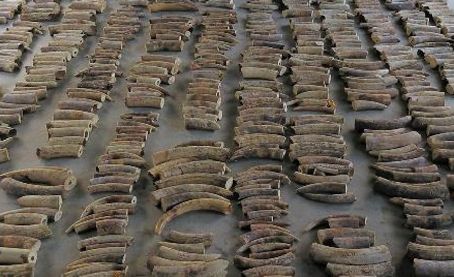 Singapore seizes ivory from nearly 300 elephants in record haul