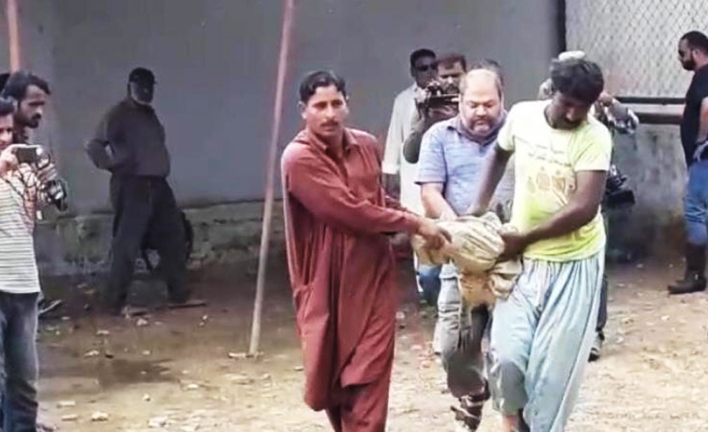 Wildlife department seizes 7 crocodiles from Karachi farmhouse