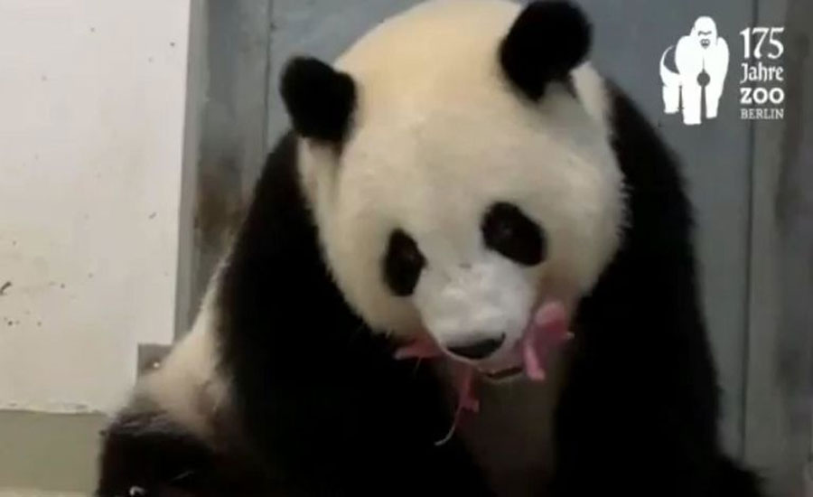 Twin giant panda cubs born in Berlin Zoo