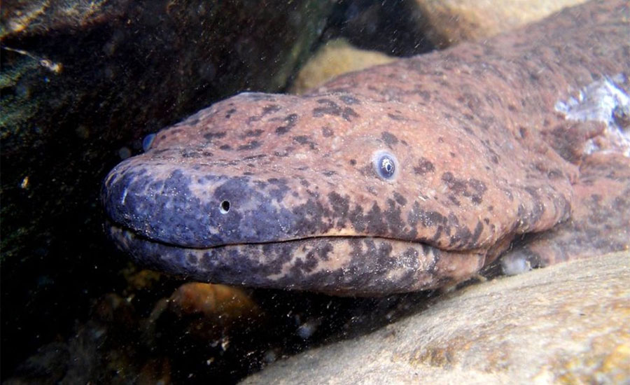 Biggest-ever amphibian salamander 'discovered' in museum