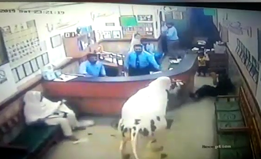 Bull enters into Rawalpindi lab, wreaks havoc