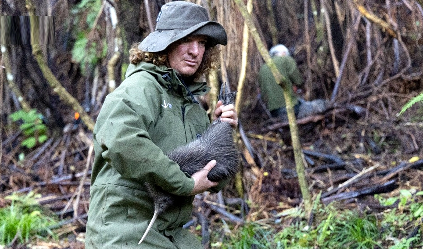 New Zealand fights to save its flightless national bird kiwi