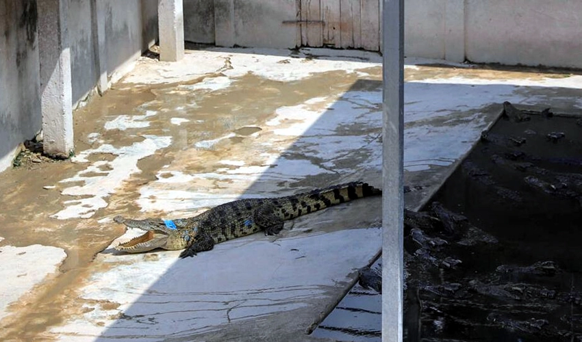 Cambodian killed by 40 crocodiles after falling in enclosure