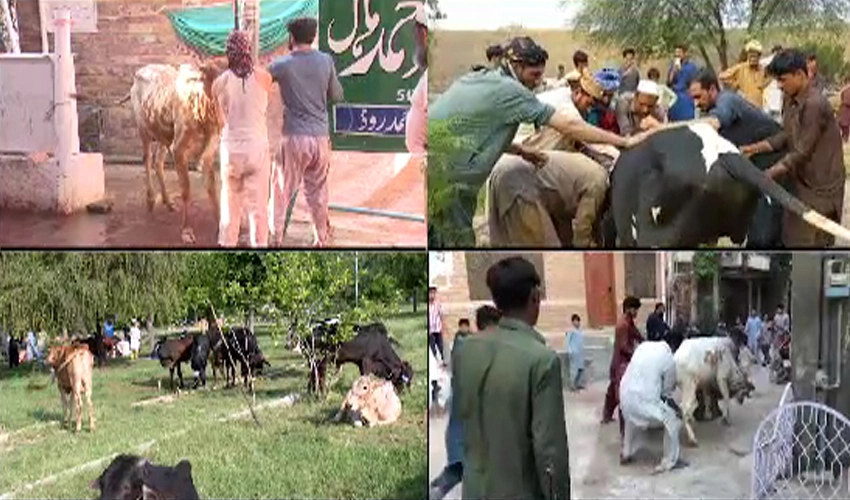 Faithful continue sacrificing animals on second day of Eid