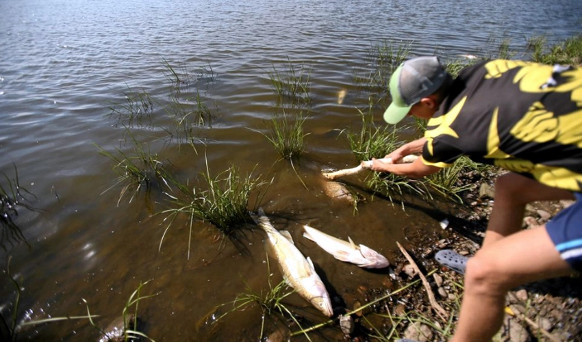 Mass fish deaths haunt river on Polish-German border