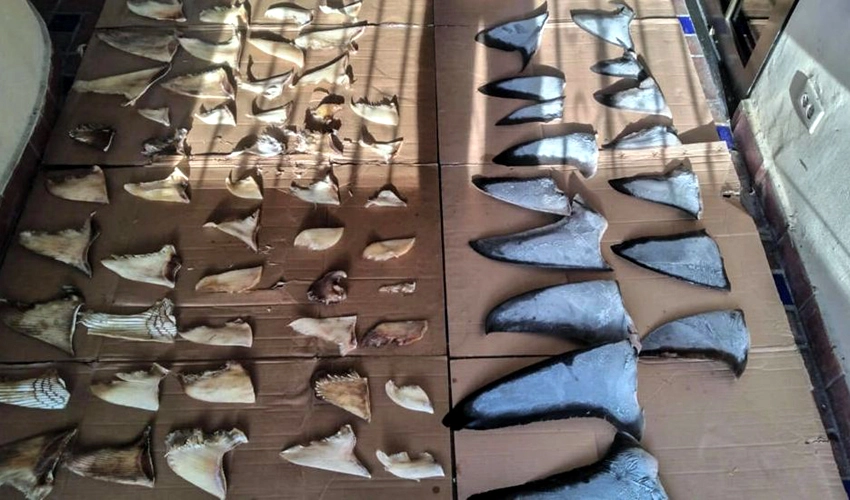 Panama seizes six tons of illegally traded shark fins