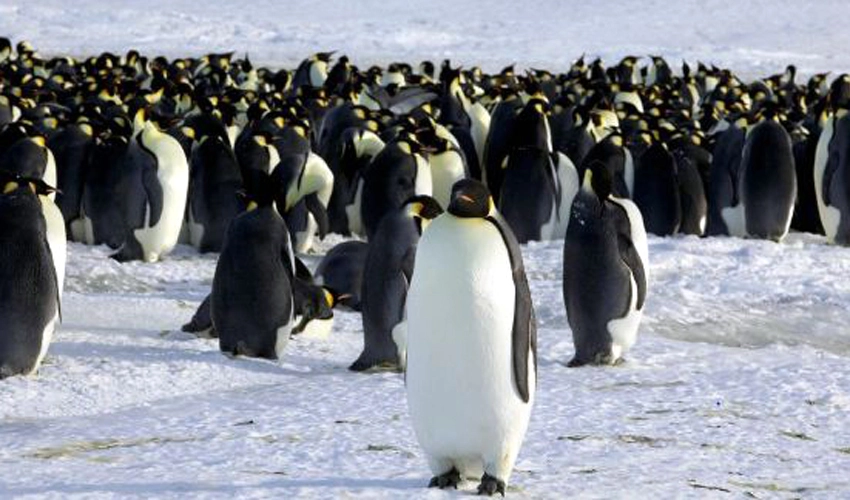 Around 2,000 penguins wash up dead on Uruguay coast