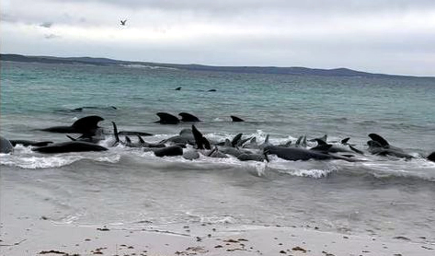 50 pilot whales die after mass stranding in Australia