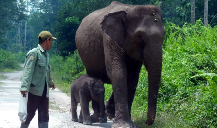 Critically endangered Sumatran elephant born in Indonesia