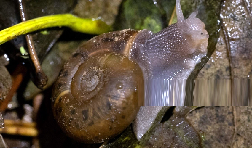 Snail-by-snail: French city in painstaking operation for tram