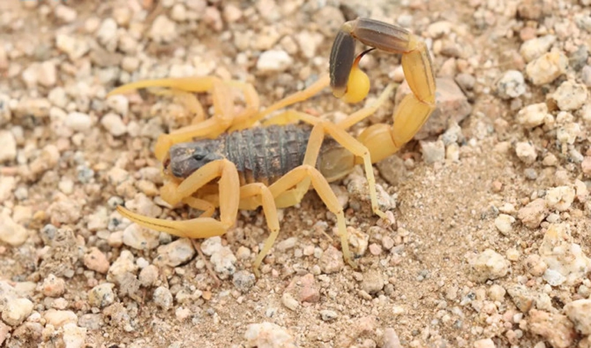 New scorpion species discovered in Saudi Arabia