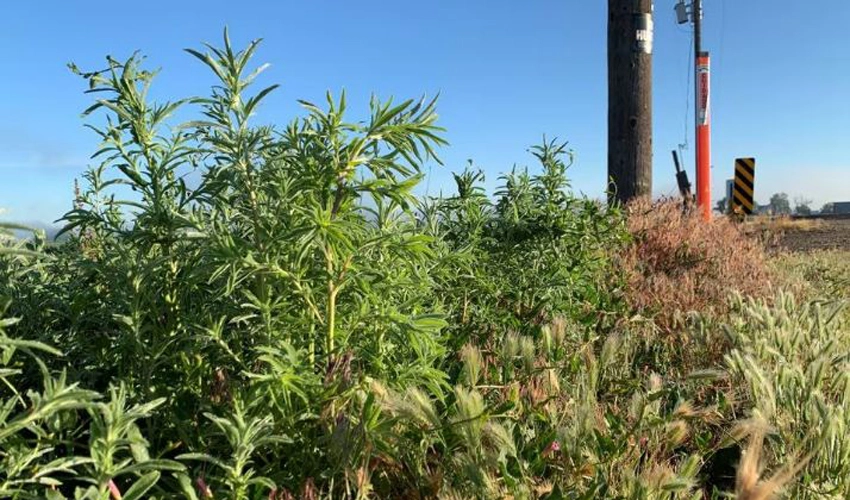 Crop-killing weeds advance across US farmland as chemicals lose effectiveness