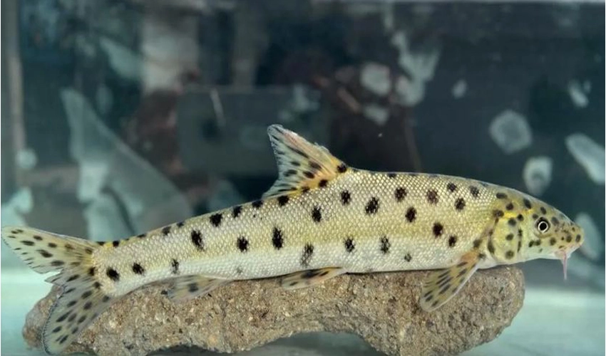 Turkey hails discovery of endangered leopard barbel fish in Tigris River