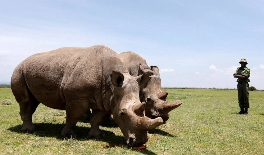 Scientists reveal IVF breakthrough that could save rhino species