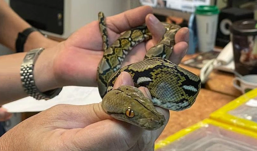 Mongolian arrested trying to smuggle komodo dragons, pythons out of Thailand