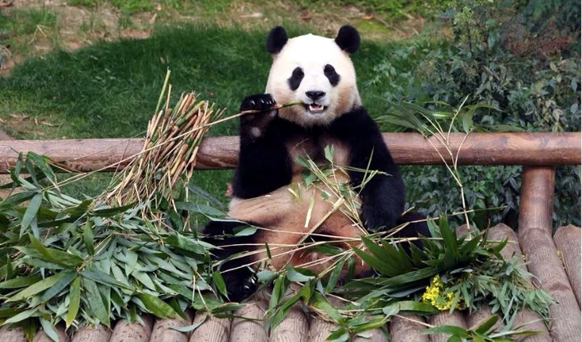 South Koreans bid farewell to beloved panda before her return to China