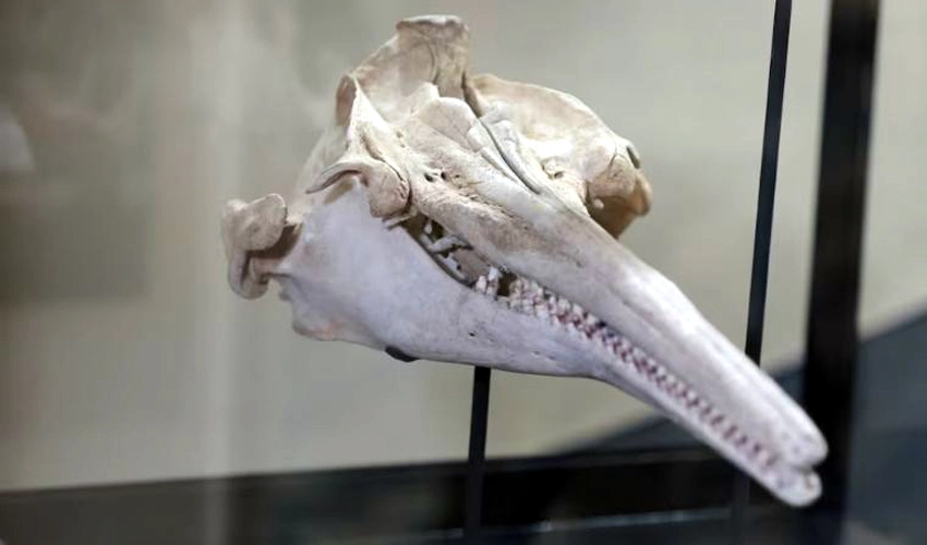 Fossil of 16-million-year-old river dolphin found in Peru