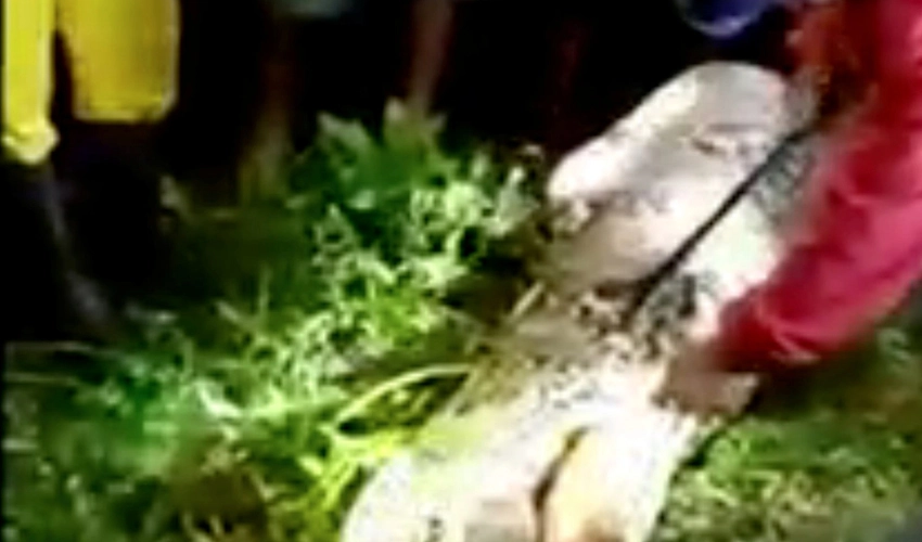 Python swallows woman whole in Indonesia