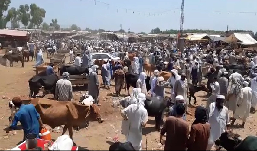 Prices of sacrificial animals go sky high five days before Eidul Azha