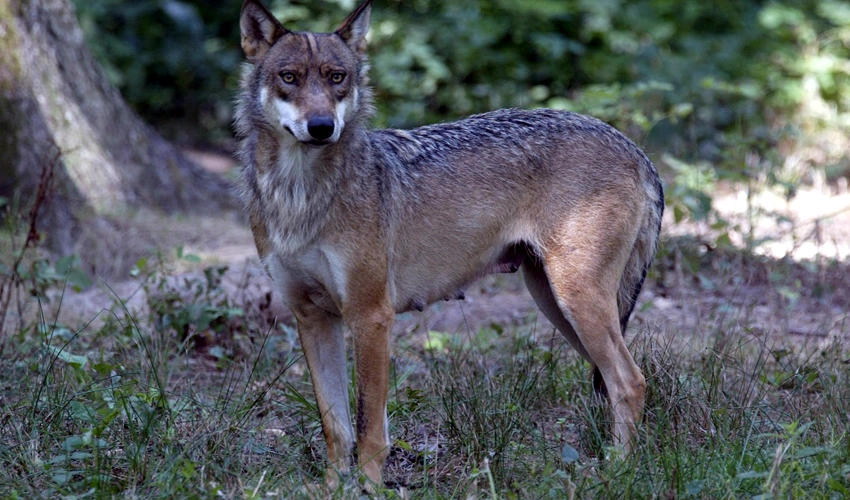 Woman files complaint against French zoo over wolf attack